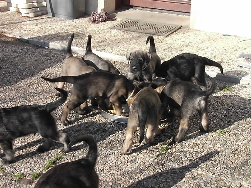 Thouéris : chiots nés le 1er janvier 2007
