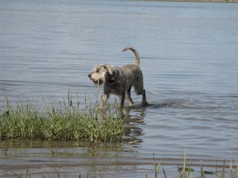Bonheur canin : Tefnout et Thouéris en vacances ! (été 2007)
